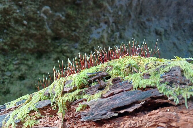 Private Day Trip of Lake Shikotsu and Moss Canyon - Meeting and Pickup Information