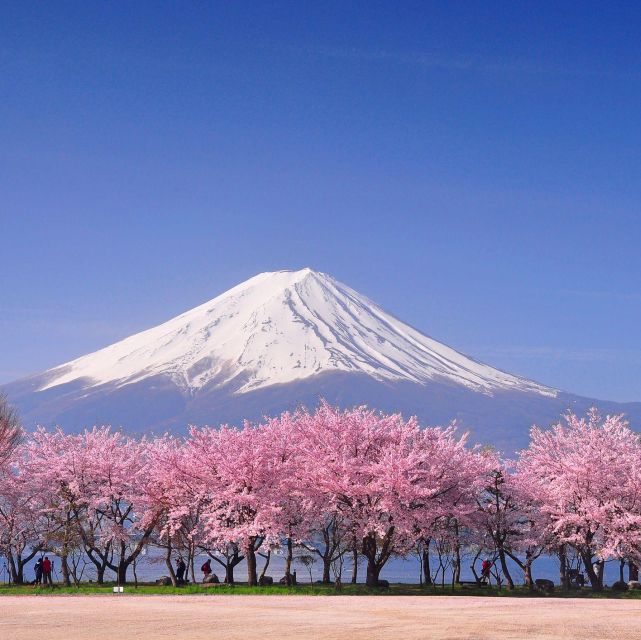 Private Day Trip to Mt. Fuji & Hakone Cherry Blossoms - Itinerary Highlights