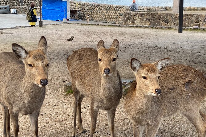 Private Hiroshima and Miyajima Guided Tour - Pickup Options