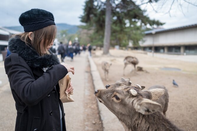 Private Journey in Nara's Historical Wonder - Taking in Naras Traditional Arts