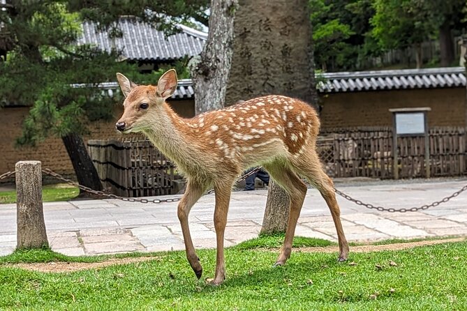 Private Nara E-Bike - Family Tour With Lunch - Meeting and Pickup