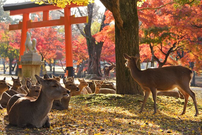 Private Nara Tour With Government Licensed Guide & Vehicle (Osaka Departure) - Reviews