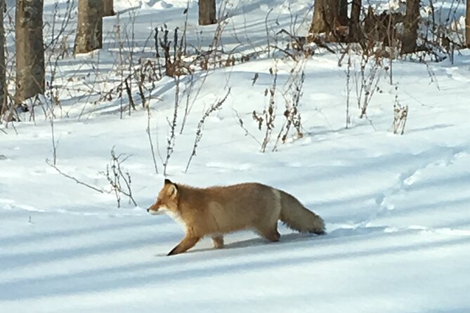 Private Snow Shoe Tour in Shiretoko National Park - Pickup Information