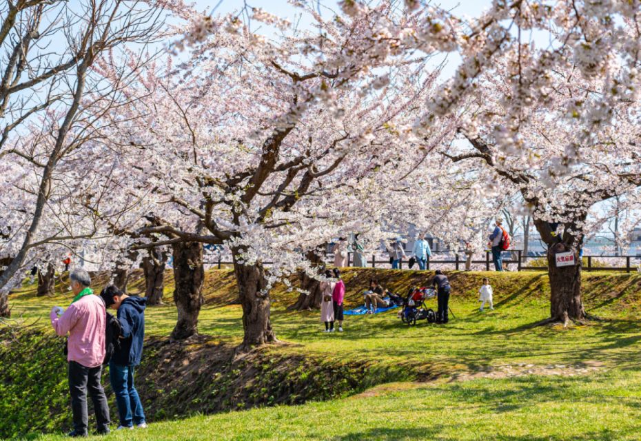 Private & Unique Nagasaki Cherry Blossom Sakura Experience - Activity Highlights