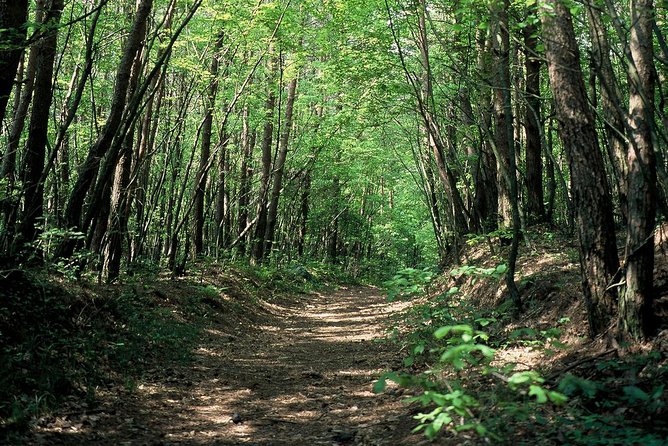 Relax and Refresh in Karuizawa Forest! Shinanoji Down Trekking Around Two People - Reviews