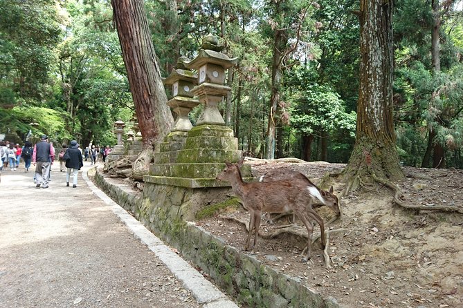 Relax in Nara: Deer Park, Todai-ji Temple and Merchants Town - Reviews