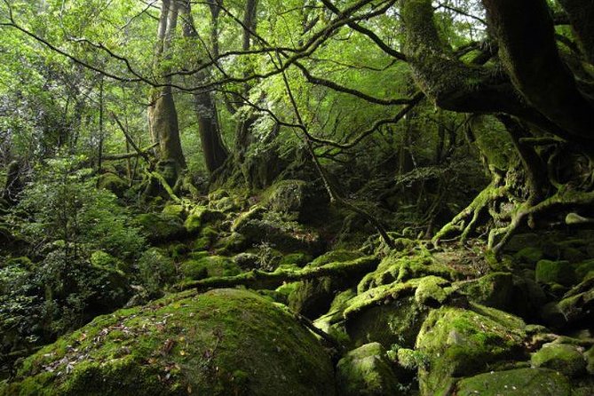 Shiratani-Unsuikyo Trekking Tour in Yakushima Island - Additional Information