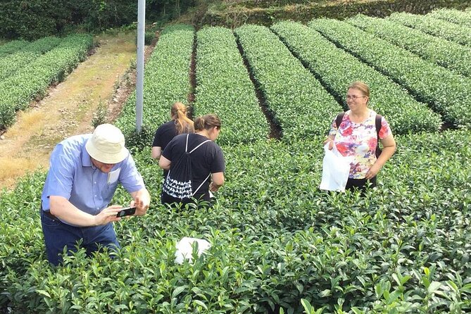 Shizuoka Tea Picking Private Experience - Reviews