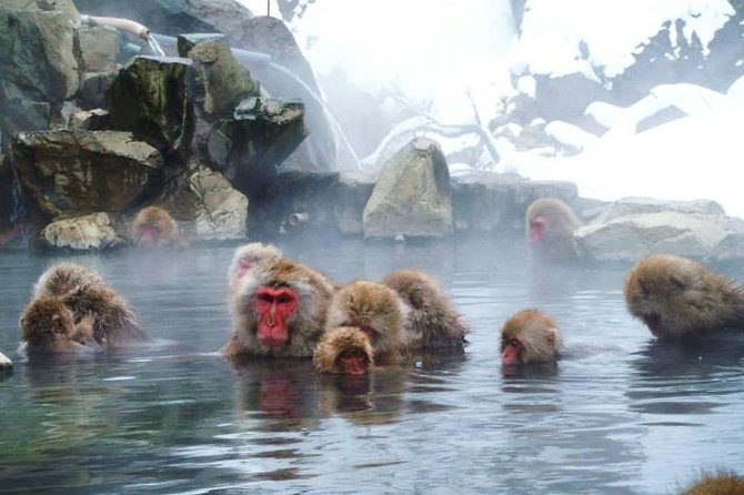 Snow Monkey in Jigokudani Yaen-koen & Obuse Town - Transportation and Pickup