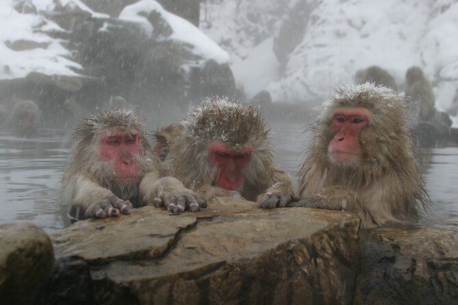 Snow Monkey Park & Miso Production Day Tour From Nagano - Meeting Point and End Point