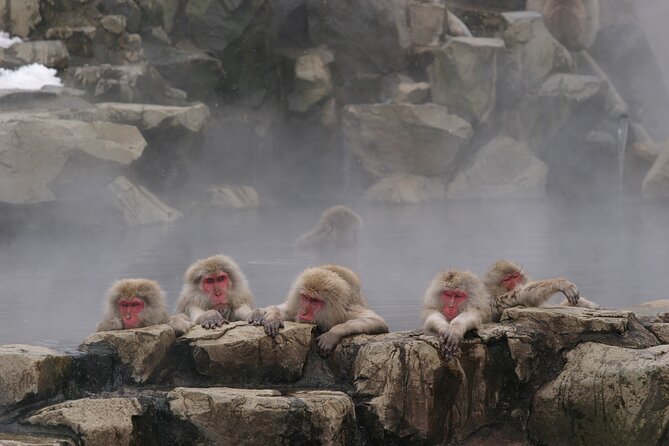 Snow Monkey Park & Miso Production Round Trip Day Tour From Tokyo - Tour Activities