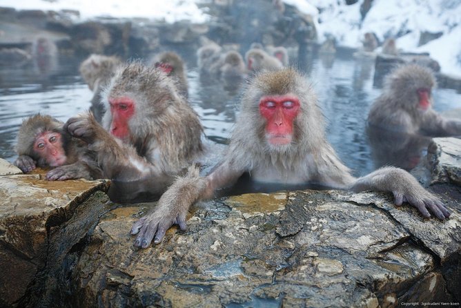 Snow Monkey Park Tour, From/To Tokyo, up to 12 Guests - Itinerary Highlights