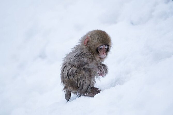 Snow Monkey Park & Zenkoji Temple Nagano Pvt. Full Day Tour. - Meeting and Pickup Information