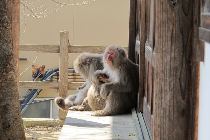 Snow Monkey & Shibu Onsen Afternoon Tour From Iiyama or Nozawa - Customer Reviews