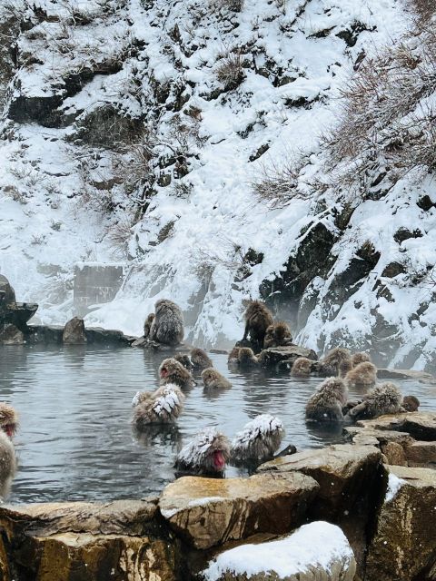 Snow Monkeys Zenkoji Temple One Day Private Sightseeing Tour - Booking Information