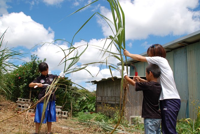 Sugarcane Cutting Experience With Okinawas Grandfather - Private Transportation Details