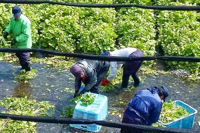 Wasabi Farm Discovery Walking Tour - Location Details