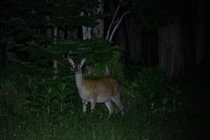 Wildlife Night Drive in Shiretoko National Park - Inclusions and Amenities Provided