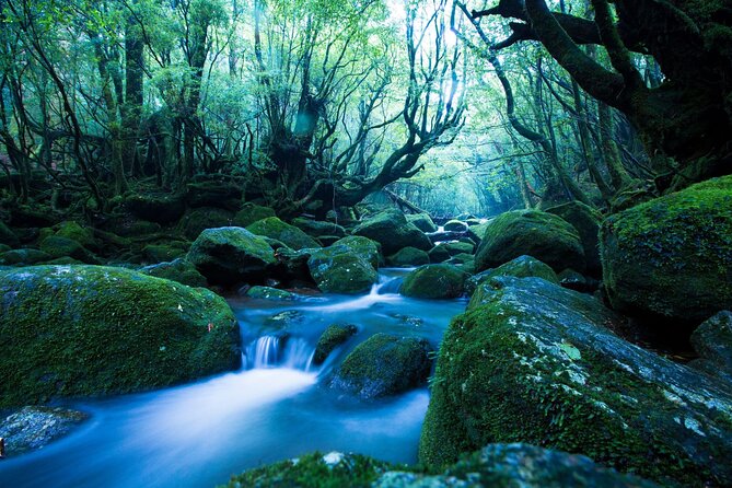 Yakushima Private Island Sights Tour With English Speaking Guide - Additional Info