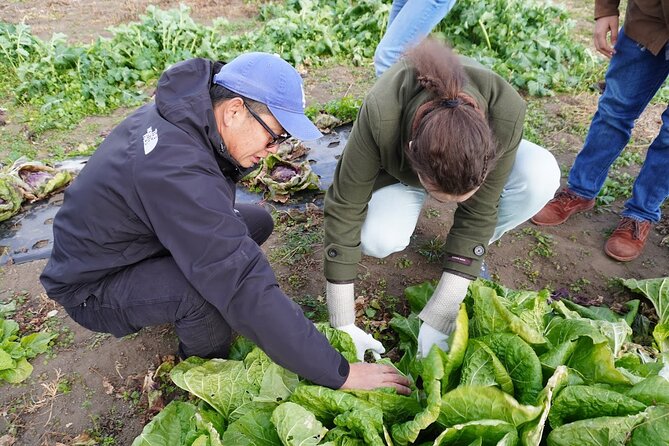 3 Hours Vegetables Harvest Activity Nearby Tokyo - Key Points