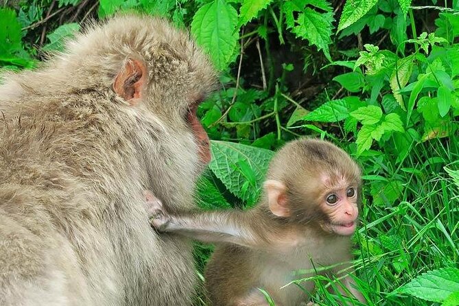 1-Day Private Snow Monkey ZenkoJi Temple & SakeTasting NaganoTour - Meeting and Pickup Information