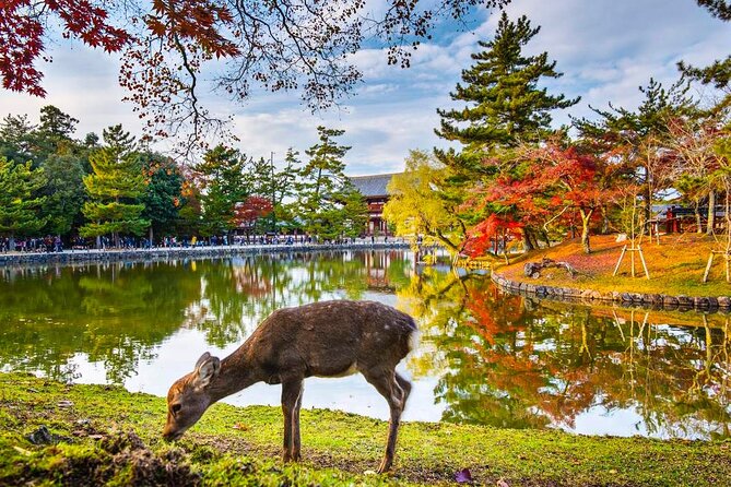 4 Days Private Customizable Tour in Osaka, Nara, Kyoto, Kobe - Tour Inclusions