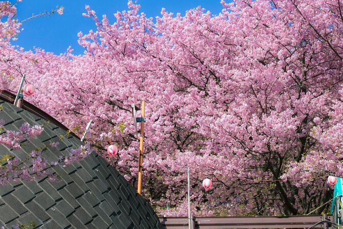 4 Hour Private Cherry Blossom Sakura Experience in Nagasaki - Directions