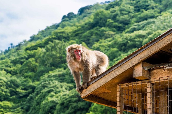 Afternoon Arashiyama Bamboo Forest & Monkey Park Bike Tour - Meeting Point