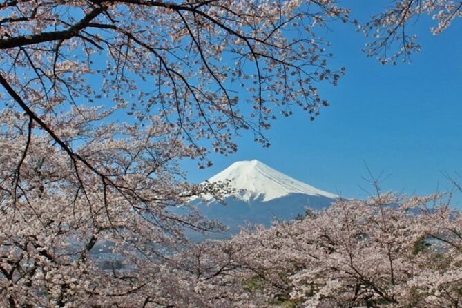 Best Price for 2-6 People! Mt Fuji & Natural Water Private Tour - Operating Hours