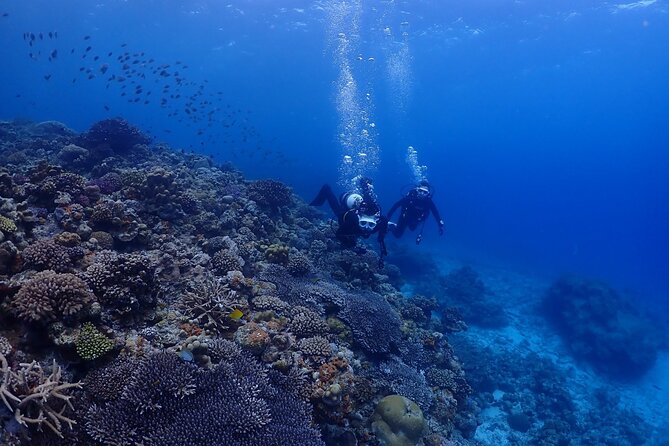 Boat Fundive 2Dives at Minna Isl or Sesoko , Okinawa - Reviews