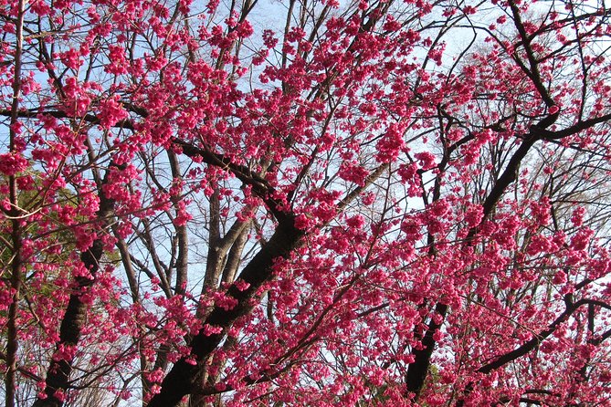 Cherry Blossom Highlights, Asakusa, Ueno & Meiji Shrine - Meeting Points