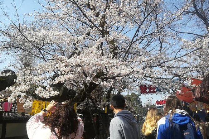 Cherry Blossom Highlights, Asakusa, Ueno, Yanaka - Cherry Blossom Festival Highlights