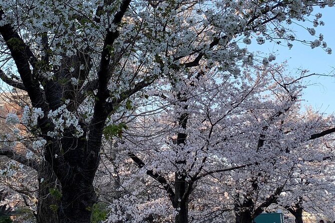 Cherry Blossom Tour in Tokyo - Meeting and Pickup