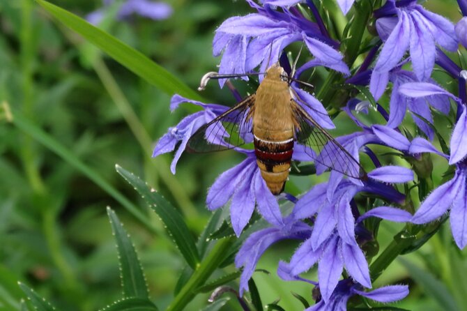 Easygoing Nature Walk in Hakone Tour - Cancellation Policy