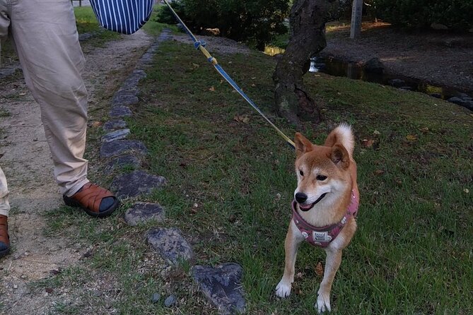 Exploring Everyday Life in Downtown Tokyo Walking With Shiba-Inu - Meeting Point Information