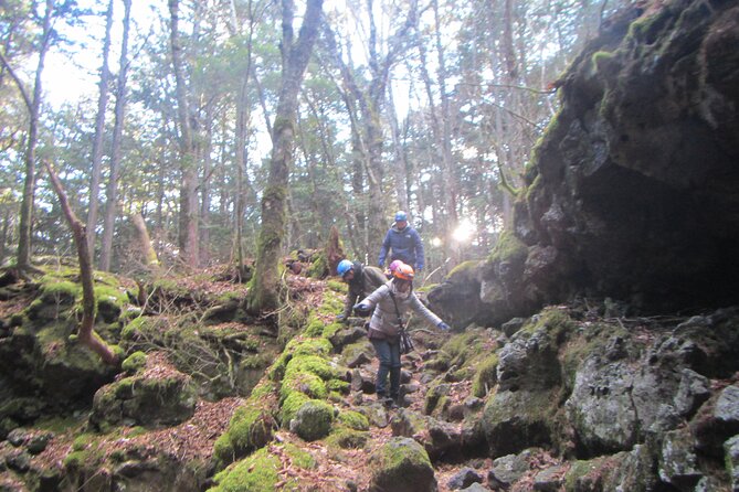 Exploring Mt Fuji Ice Cave and Sea of Trees Forest - Tour Logistics