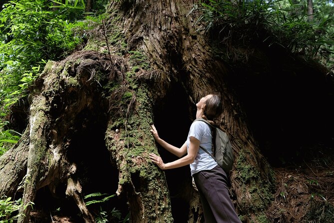 Forest Bathing in Temple and Enjoy Onsen With Healing Power - Guided Tour Details and Itinerary