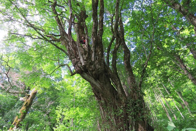 Forest Healing Around the Giant Beech and Katsura Trees - Meeting Point: Yume Plaza Near Hot Yuda Station