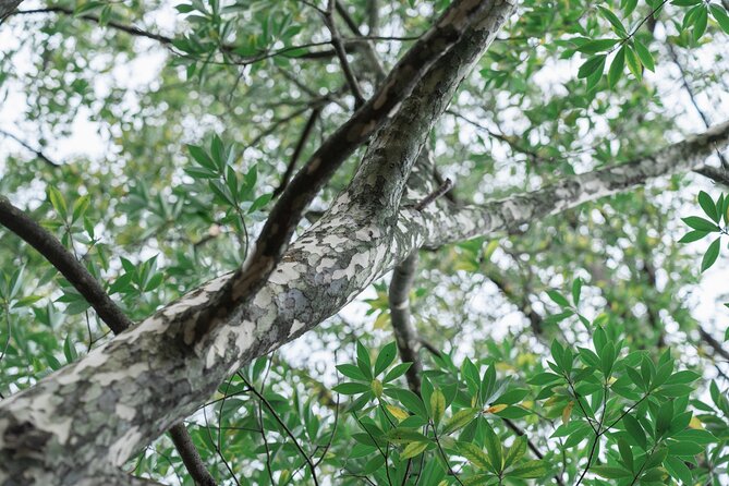 Forest Therapy in Sasaguri Town - Inclusions