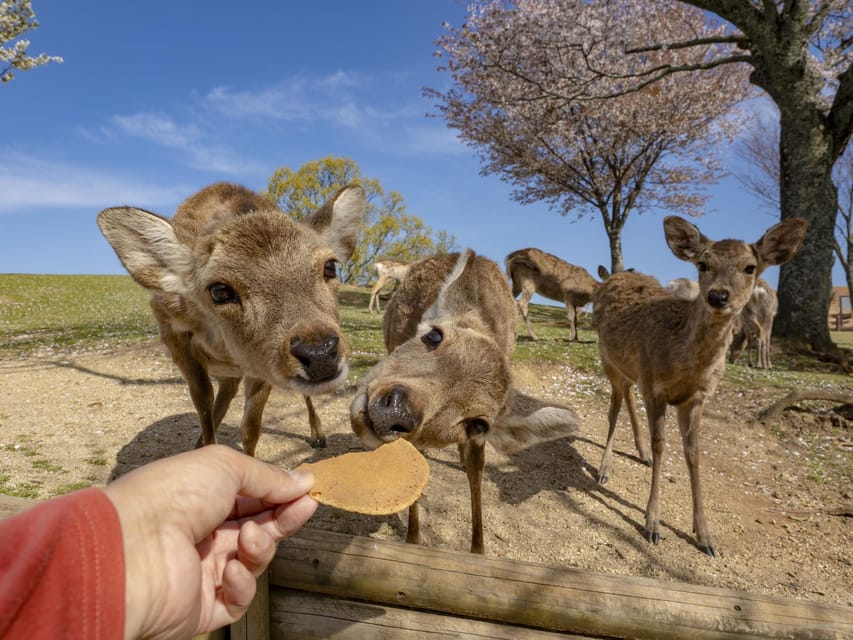 From Osaka/Kyoto: Kyoto & Nara Bus Tour W/ Kinkakuji Ticket - Important Information