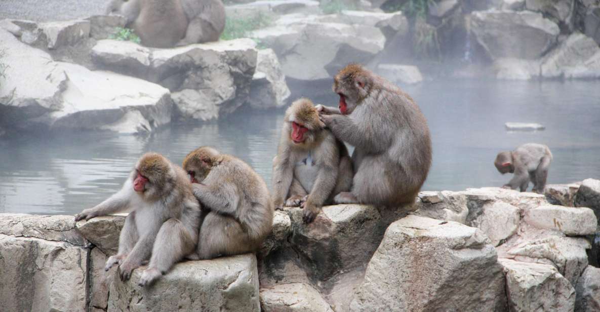 From Tokyo or Nagano: Jigokudani Snow Monkey Park & Zenko-Ji - Experience Description