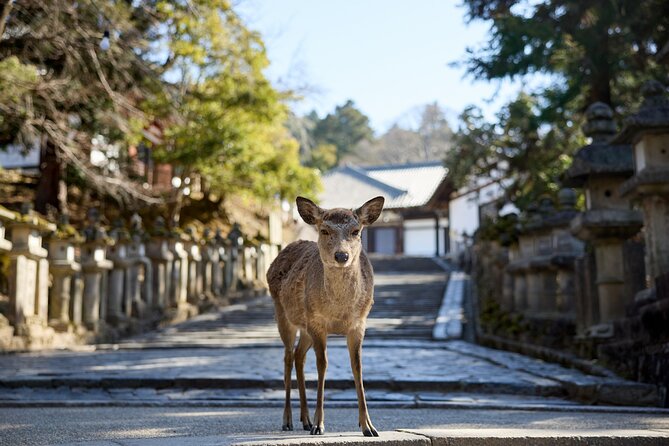 Full Day Guided Tour to Kyoto and Nara From Osaka - Nara Exploration