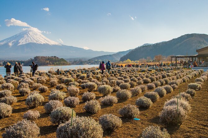 Full Day Tour in Mount Fuji and Oishi Park With Fruit Picking - End Point and Return