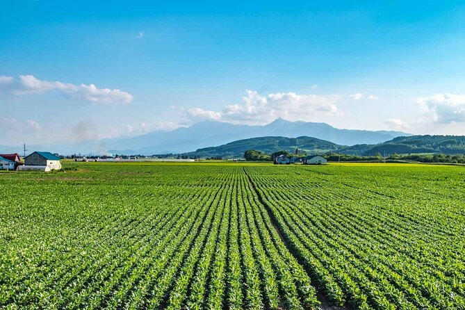 Furano & Biei 4 Hour Tour: English Speaking Driver Only, No Guide - Pickup and Communication Details