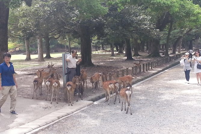 Fushimi Inari & Nara Highlights Tour - Price and Inclusions