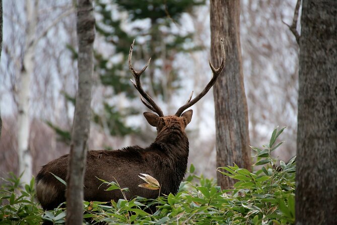 Half-Day Primeval Forest Snowshoe and Wildlife Watching Tour - Directions and Meeting Points