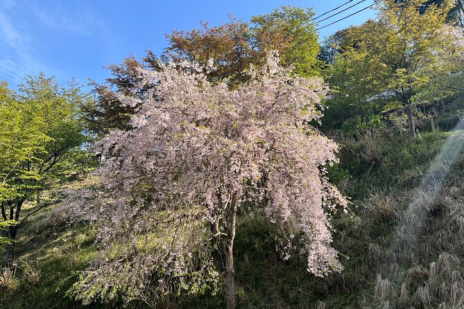 Historic and Natural Guided Hike in Yoshino - Meeting Details