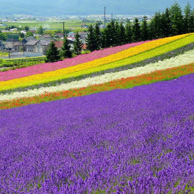 Hokkaido: Biei Blue Pond and Furano Flower Farm Day Trip - Unforgettable Experiences