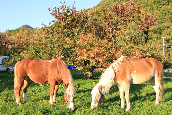 Horseback-Riding in a Country Side in Sapporo - Private Transfer Is Included - Customer Reviews