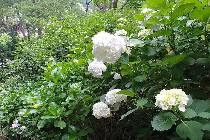 Kamakura and Eastern Kyoto With Lots of Temples and Shrines - Temple and Shrine Exploration